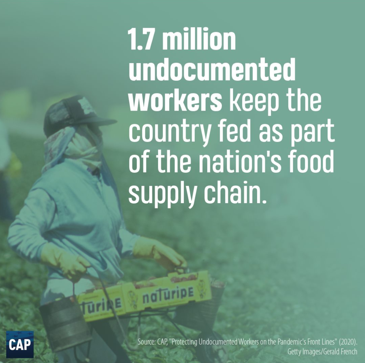 A green filtered graphic depicts a photo of a Latina farmworker harvesting produce, while white text states that 1.7 million undocumented workers keep the country fed as part of the nation's food supply chain, according to CAP.